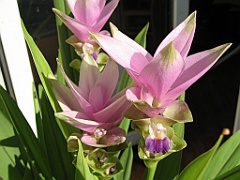 Tulipe de Siam 4 fleurs 07